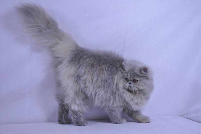 Голубая персидская кошка