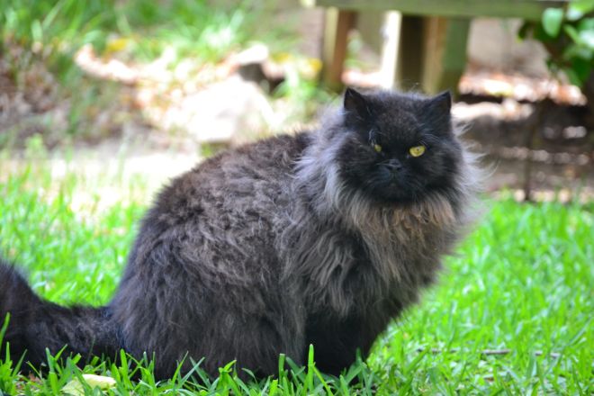Черная персидская кошка