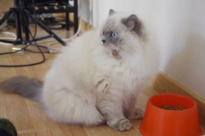 Кошки породы персы фото thumbnail