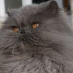 персидский кот серого окраса