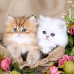 2 персидских котенка