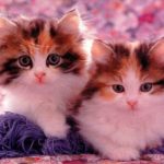 2 персидских котенка