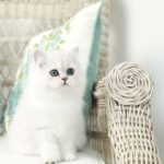 Персидский котенок