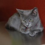 русский голубой котенок