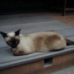 тайская кошка