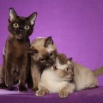 3 бурманские кошки