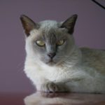 бурманская кошка