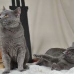 Кот и кошка шартезы