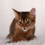 сомалийский котенок