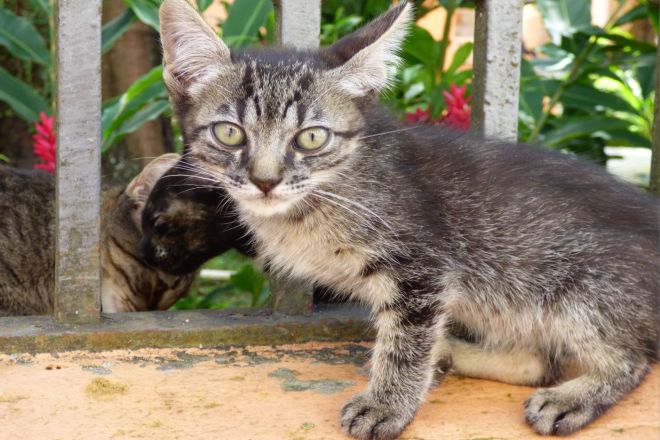 бразильская короткошерстная порода кошек