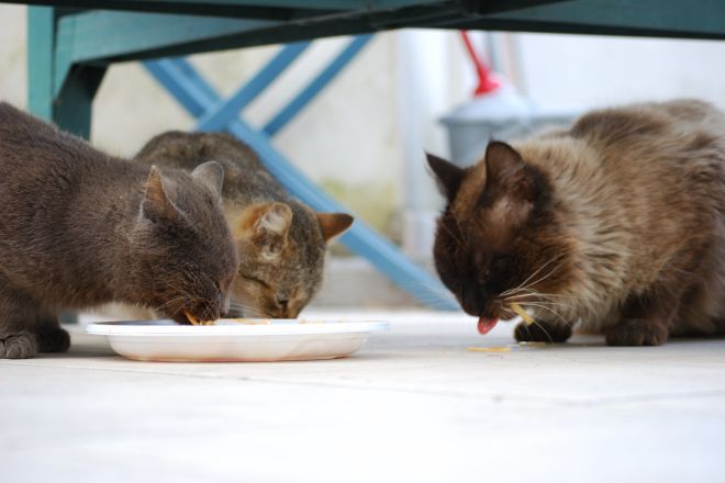 кошки едят корм