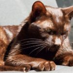 Порода кошек гавана браун