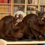 Порода кошек гавана браун