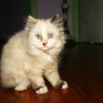 Гималайский котенок