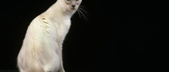 Яванская порода кошек-Яванез