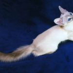 Яванская порода кошек-Яванез