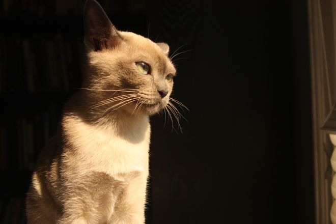 сиамская кошка характер википедия