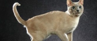 тонкинская порода кошек
