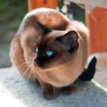тонкинская порода кошек