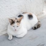 Эгейская порода кошек