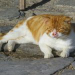 Эгейская порода кошек