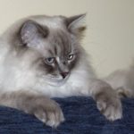 рагамаффин порода кошек