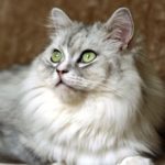 рагамаффин порода кошек