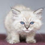 рагамаффин котенок